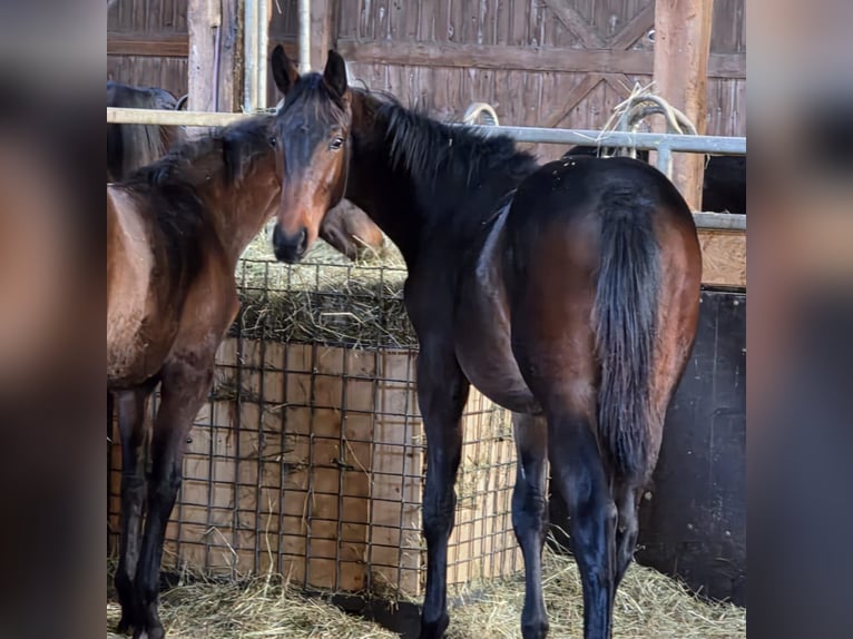 Baden Wuerttemberg Stallion 1 year Brown in Balingen