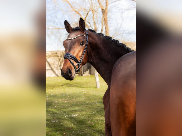 Baden Wuerttemberg Stallion 3 years 16.2 hh Brown in Hayingen