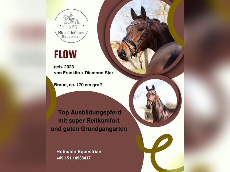 Baden Wuerttemberg Stallion 3 years 16.2 hh Brown in Hayingen