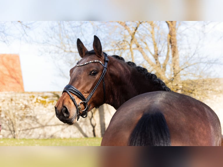 Baden Wuerttemberg Stallion 3 years 16.2 hh Brown in Hayingen