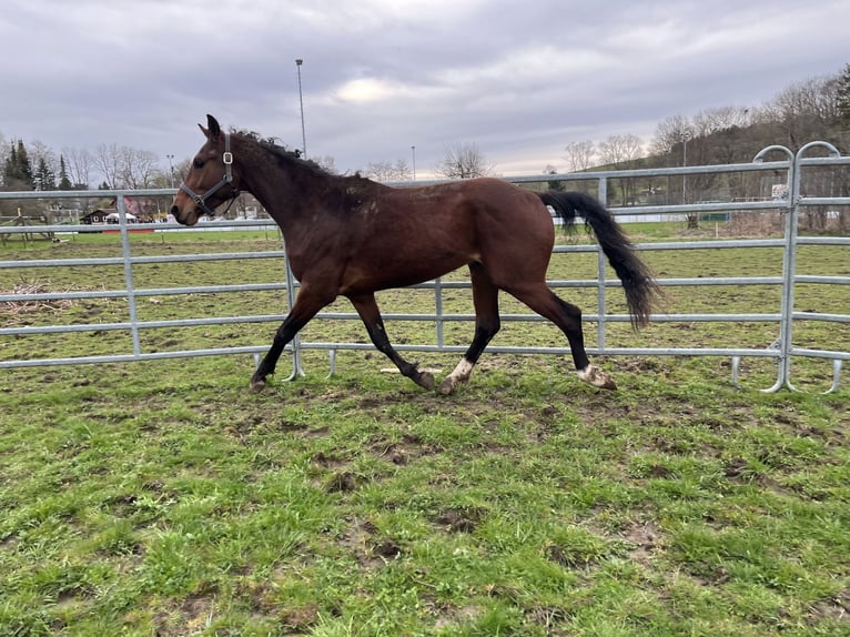 Baden Wuerttemberg Stallion 3 years 16 hh Brown in Ludwigsburg