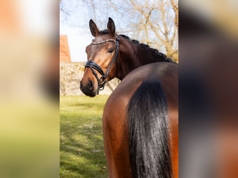 Baden Wuerttemberg Stallion 3 years 16,2 hh Brown in Hayingen