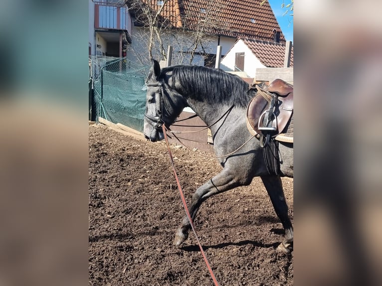 Baden Wuerttemberg Stallion 4 years 16 hh Gray-Dark-Tan in Steinheim am Albuch