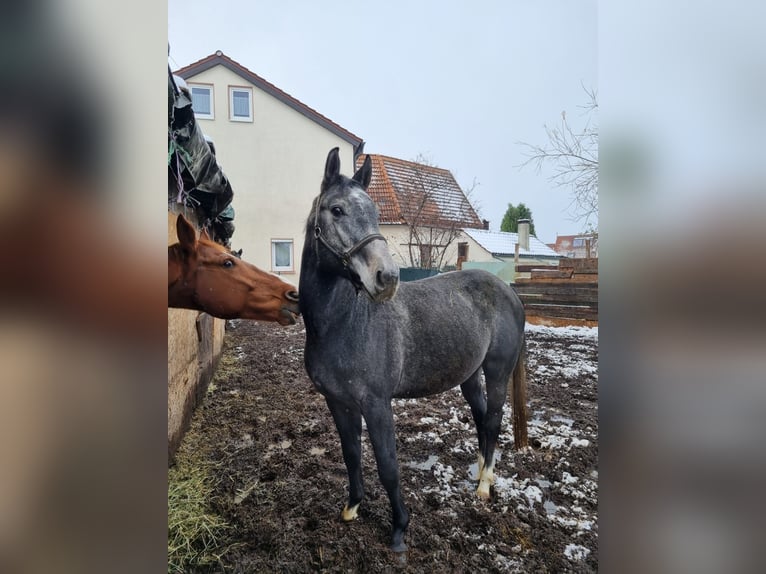 Baden Wuerttemberg Stallion 4 years 16 hh Gray-Dark-Tan in Steinheim am Albuch