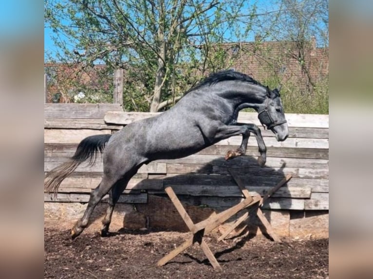 Baden Wuerttemberg Stallion 5 years 16,1 hh Gray-Dark-Tan in Steinheim am Albuch