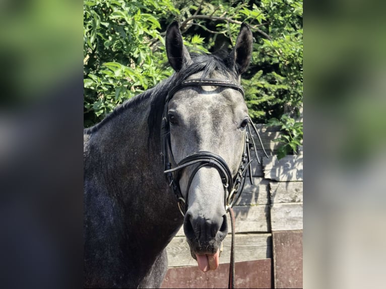 Baden Wuerttemberg Stallion 5 years 16,1 hh Gray-Dark-Tan in Steinheim am Albuch