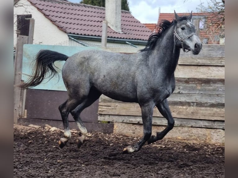 Baden Wuerttemberg Stallion 5 years 16,1 hh Gray-Dark-Tan in Steinheim am Albuch