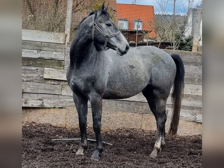 Baden Wuerttemberg Stallion 5 years 16,1 hh Gray-Dark-Tan in Steinheim am Albuch