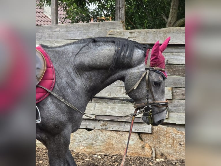 Baden Wuerttemberg Stallion 5 years 16,1 hh Gray-Dark-Tan in Steinheim am Albuch