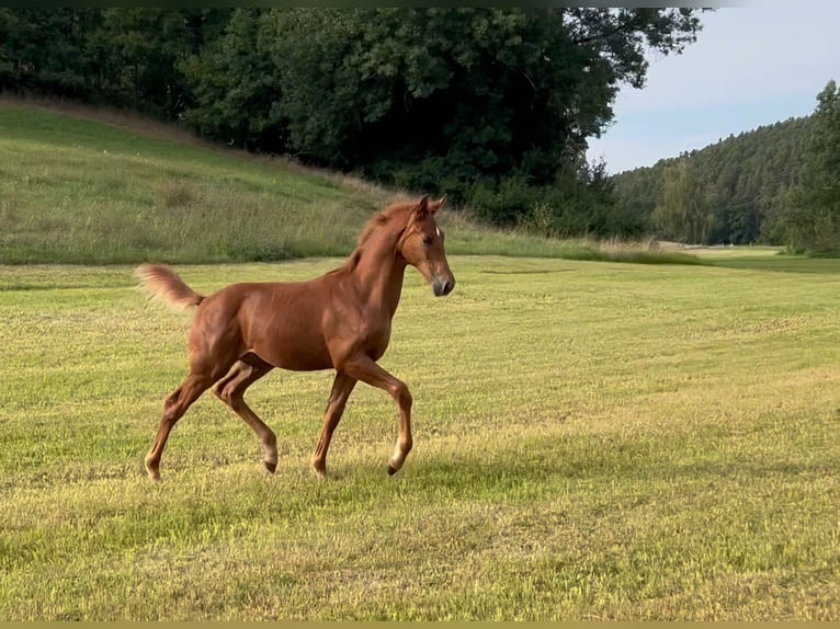 Baden Wuerttemberg Stallion Foal (04/2025) 13,1 hh Chestnut-Red in Neuhof an der Zenn