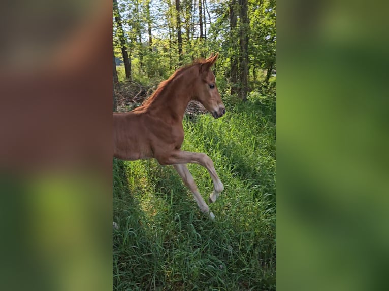Baden Wuerttemberg Stallion  17 hh Chestnut-Red in Trautskirchen
