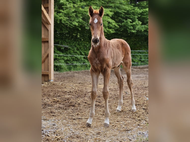 Baden Wuerttemberg Stallion  17 hh Chestnut-Red in Trautskirchen