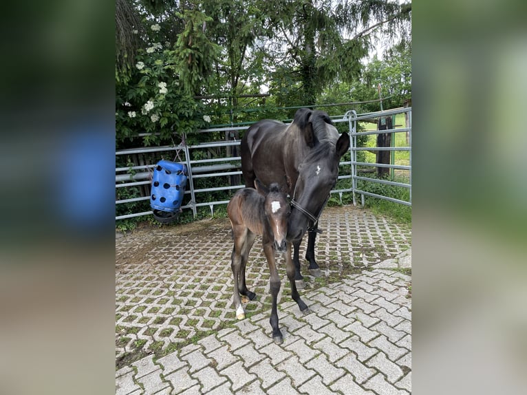 Baden Wuerttemberg Stallion Foal (05/2024) Bay-Dark in Korntal-Münchingen