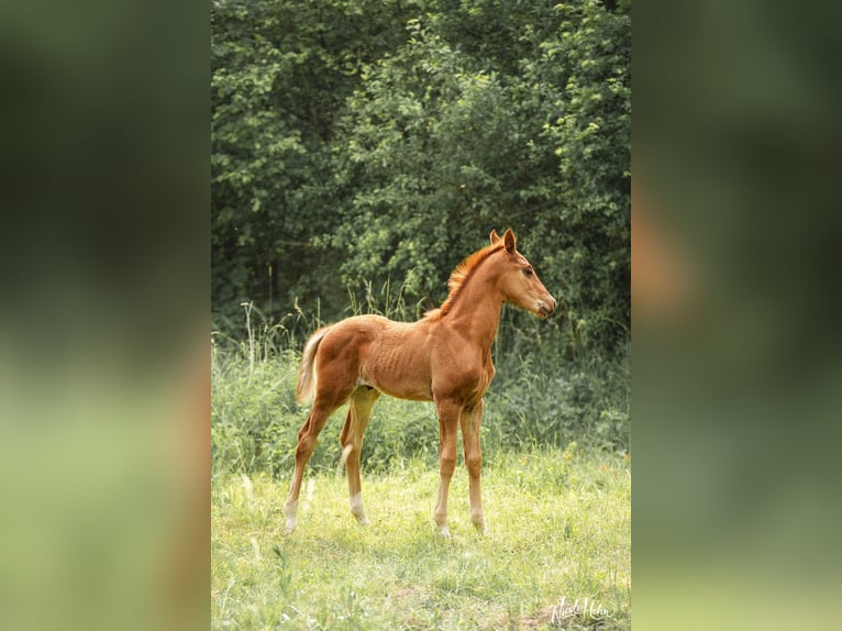 Baden Wuerttemberg Stallion Foal (03/2025) Chestnut-Red in Lauda-K&#xF6;nigshofen