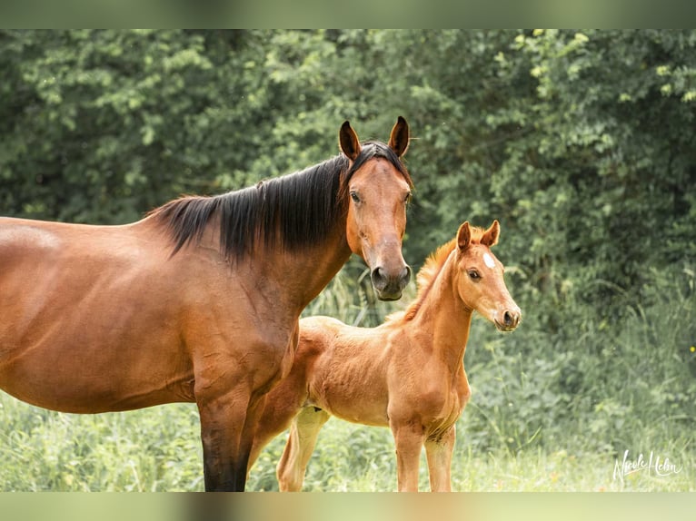 Baden Wuerttemberg Stallion Foal (03/2025) Chestnut-Red in Lauda-K&#xF6;nigshofen
