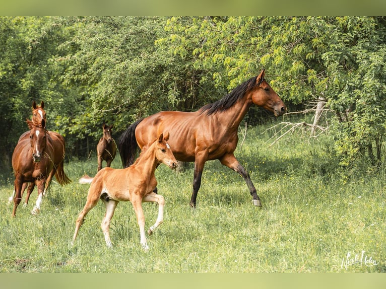 Baden Wuerttemberg Stallion Foal (03/2025) Chestnut-Red in Lauda-K&#xF6;nigshofen