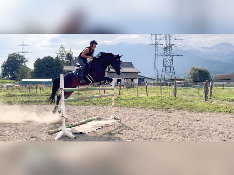 Baden Wuerttemberg Sto 11 år 167 cm Mörkbrun in Schlins