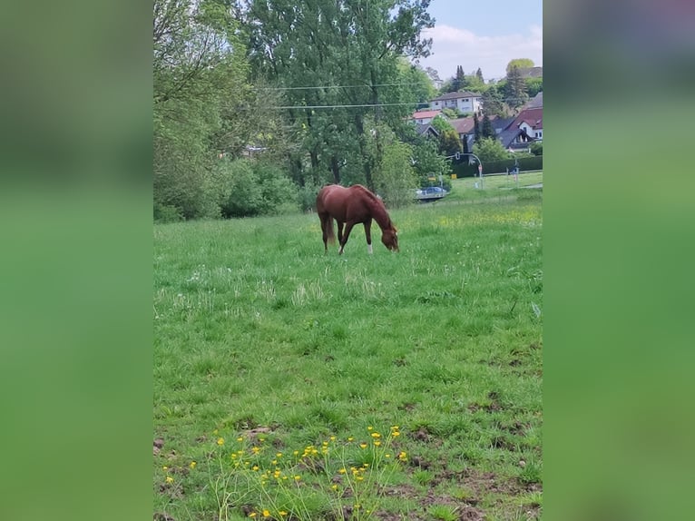 Baden Wuerttemberg Sto 14 år 174 cm fux in Langenzenn