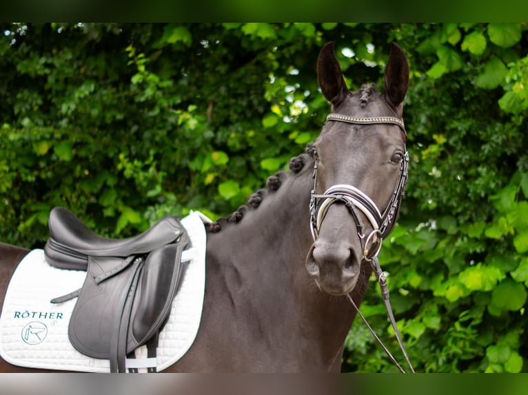 Baden Wuerttemberg Sto 4 år 165 cm Mörkbrun in Jagstzell