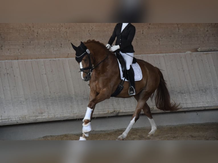 Baden Wuerttemberg Sto 4 år 166 cm in InzigkofenInzigkofen