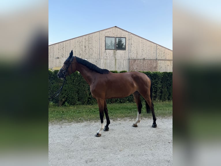 Baden Wuerttemberg Sto 5 år 162 cm Brun in Bellenberg