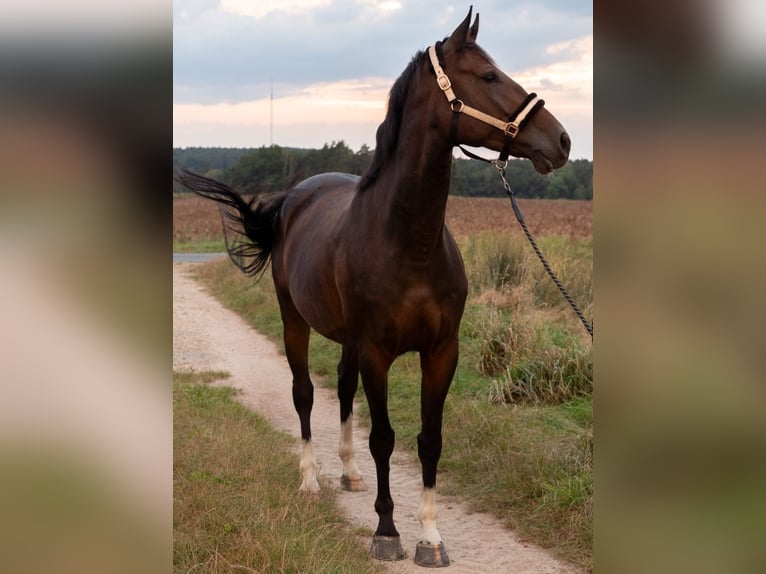 Baden Wuerttemberg Sto 5 år 168 cm Mörkbrun in Zernien