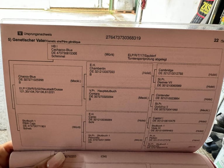 Baden Wuerttemberg Sto 5 år 170 cm Grå in Lörrach