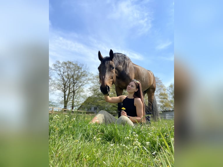 Baden Wuerttemberg Valack 16 år 178 cm Mörkbrun in Bünde