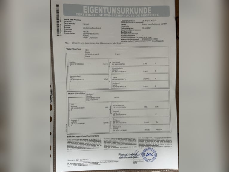 Baden Wuerttemberg Valack 3 år 161 cm Brun in Hamm