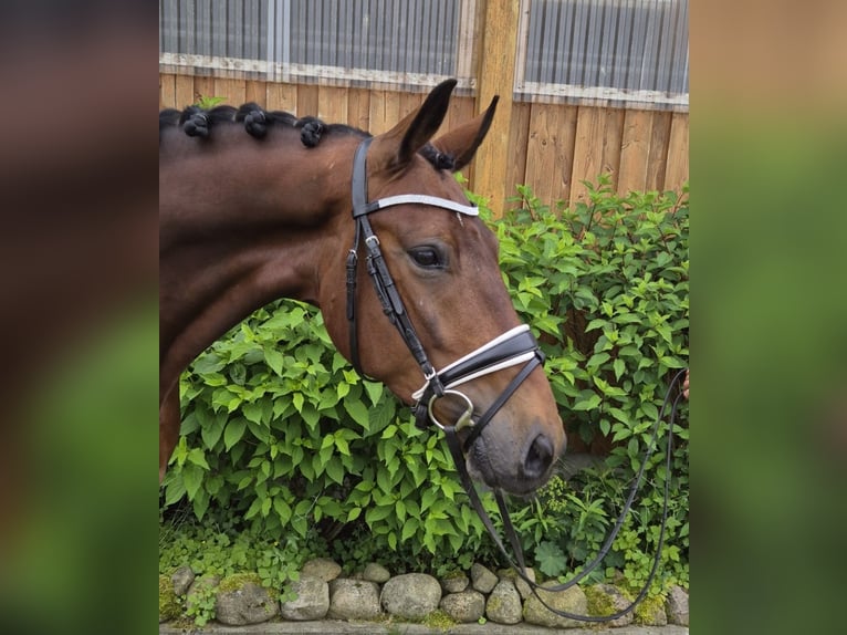 Baden Wuerttemberg Valack 4 år 167 cm Brun in Stoetze