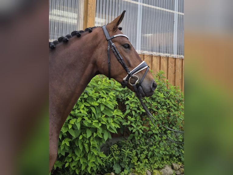 Baden Wuerttemberg Valack 4 år 167 cm Brun in Stoetze