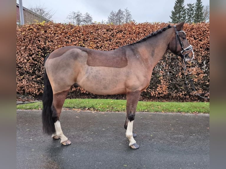 Baden Württemberger Castrone 10 Anni 147 cm Baio in Bockhorn