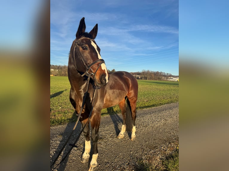 Baden Württemberger Castrone 10 Anni 178 cm Baio scuro in Buchs ZH