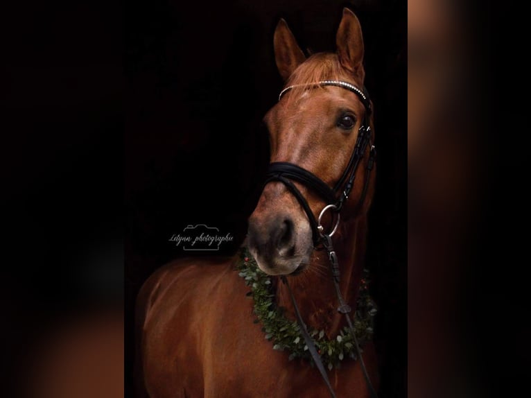 Baden Württemberger Castrone 11 Anni 165 cm Sauro in Ellwangen (Jagst)