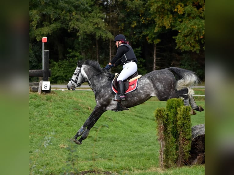 Baden Württemberger Castrone 11 Anni 172 cm Grigio in Nersingen