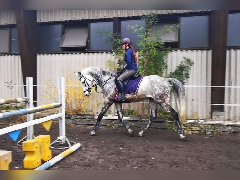 Baden Württemberger Castrone 11 Anni 172 cm Grigio in Nersingen