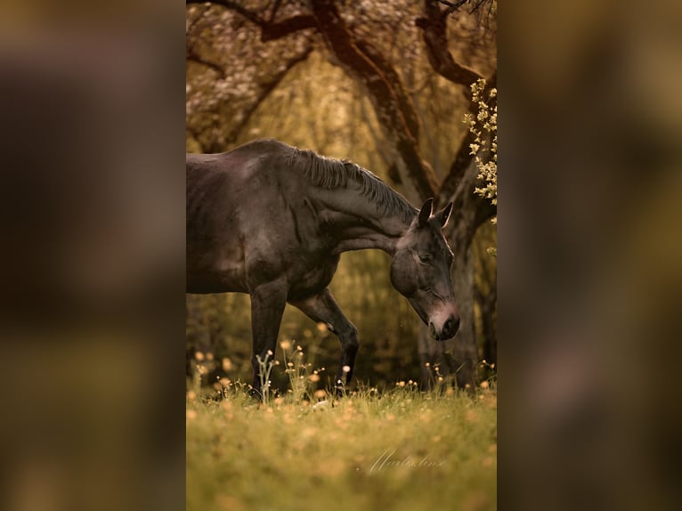 Baden Württemberger Castrone 11 Anni 175 cm Baio scuro in Königsbronn