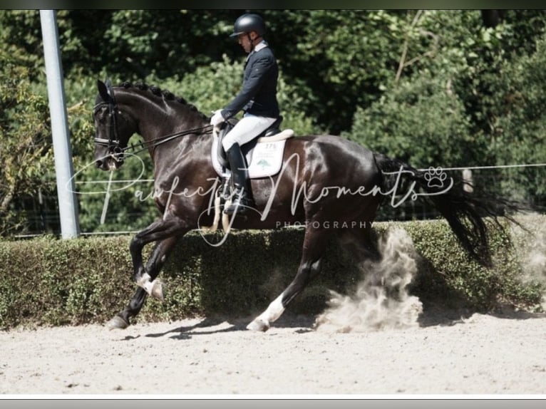 Baden Württemberger Castrone 11 Anni 177 cm Morello in Schönwalde