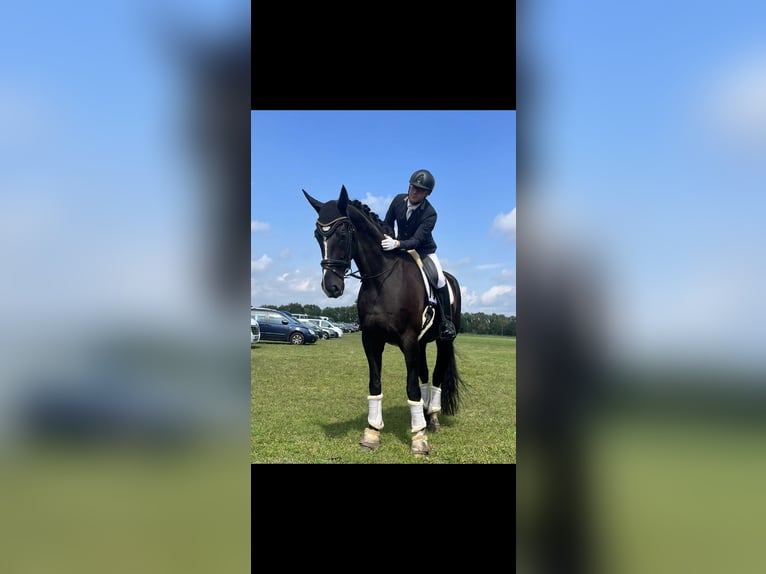 Baden Württemberger Castrone 11 Anni 177 cm Morello in Schönwalde