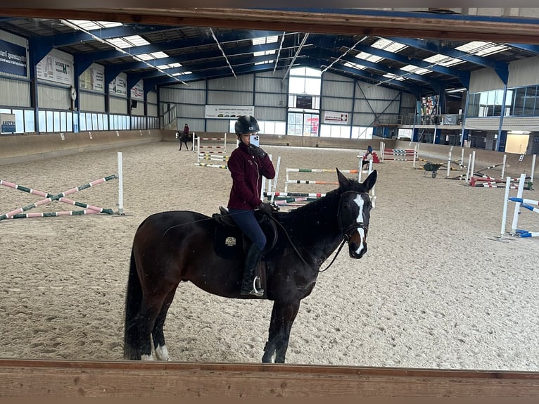 Baden Württemberger Castrone 11 Anni 178 cm Baio scuro in Buchs ZH