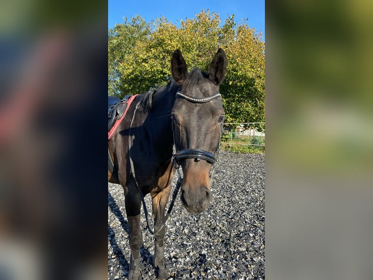 Baden Württemberger Castrone 12 Anni 175 cm Baio scuro in Königsbronn