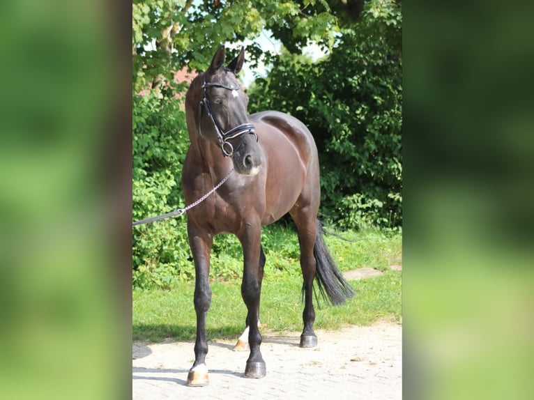 Baden Württemberger Castrone 12 Anni 178 cm Baio nero in Reutlingen