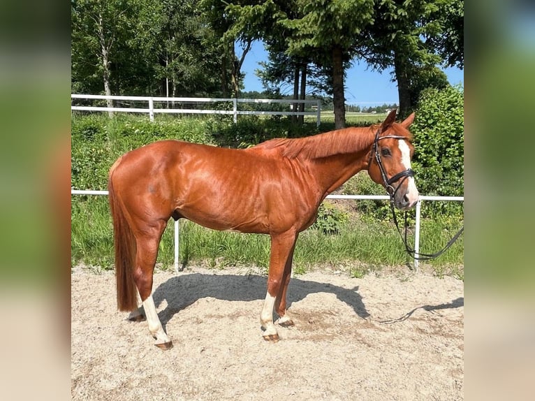 Baden Württemberger Castrone 13 Anni 163 cm Sauro in Linz