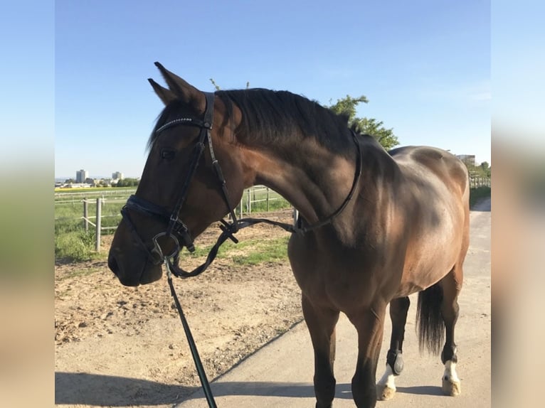 Baden Württemberger Castrone 13 Anni 168 cm Baio in Frankfurt am Main