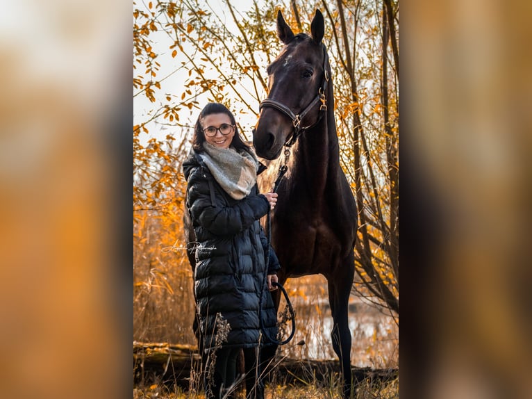 Baden Württemberger Castrone 13 Anni 171 cm Baio in Furth