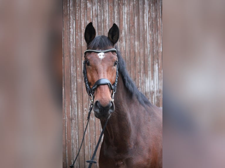 Baden Württemberger Castrone 13 Anni 176 cm Baio in Schwäbisch Hall