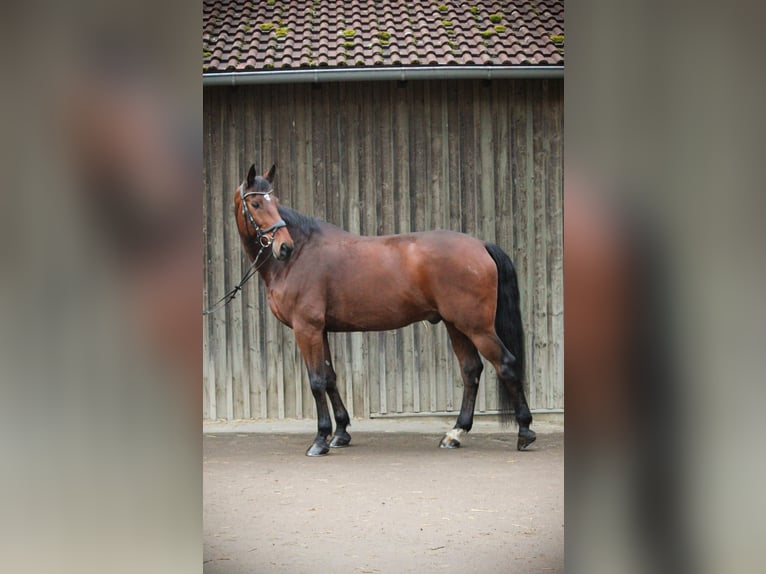 Baden Württemberger Castrone 13 Anni 176 cm Baio in Schwäbisch Hall