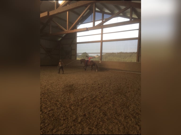 Baden Württemberger Castrone 14 Anni 168 cm Sauro in Oberreute