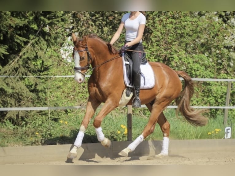 Baden Württemberger Castrone 14 Anni 170 cm Sauro scuro in Kloten