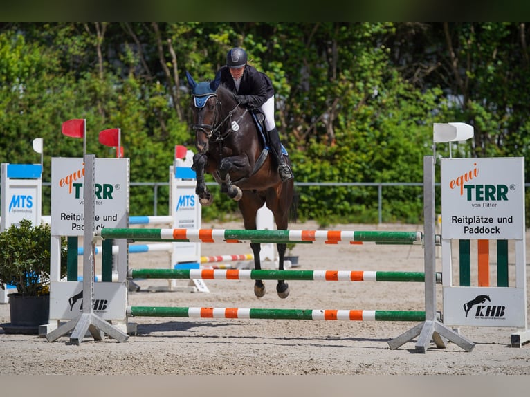 Baden Württemberger Castrone 14 Anni 172 cm Baio scuro in Thierhaupten